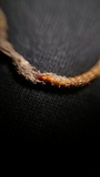 Cordyceps stylophora image