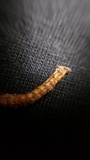 Cordyceps stylophora image