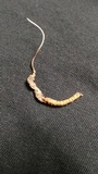Cordyceps stylophora image