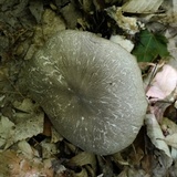 Megacollybia rodmanii image