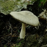 Megacollybia rodmanii image