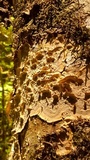 Bjerkandera adusta image