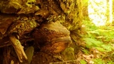 Fomitopsis ochracea image