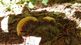 Fomitopsis mounceae image
