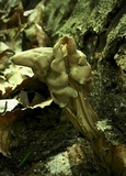 Helvella crispa image