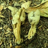 Helvella crispa image