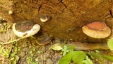 Fomitopsis mounceae image
