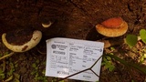 Fomitopsis mounceae image