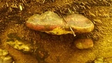 Fomitopsis mounceae image