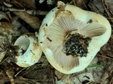 Russula compacta image