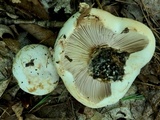 Russula compacta image