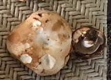 Russula compacta image