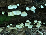 Hohenbuehelia angustata image