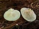 Hohenbuehelia angustata image