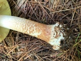 Amanita brunnescens image