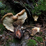 Tapinella atrotomentosa image