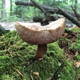 Tylopilus felleus image