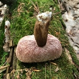 Tylopilus felleus image