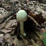Amanita aestivalis image