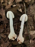 Amanita aestivalis image