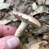 Lactarius camphoratus image