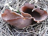 Peziza phyllogena image
