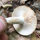 Lactarius camphoratus image