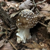 Amanita brunnescens image