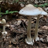 Amanita brunnescens image
