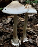 Amanita brunnescens image