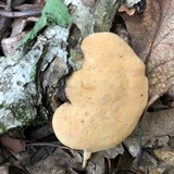 Hapalopilus rutilans image