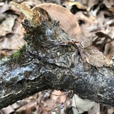 Hapalopilus rutilans image