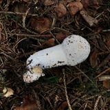 Hypomyces hyalinus image