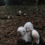 Hypomyces hyalinus image