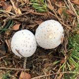 Hypomyces hyalinus image