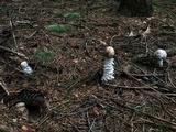 Hypomyces hyalinus image