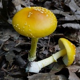 Amanita frostiana image