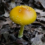 Amanita frostiana image
