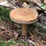 Tylopilus felleus image