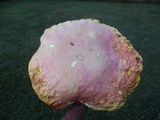 Boletus pallidoroseus image