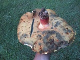 Boletus pallidoroseus image