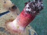 Boletus pallidoroseus image