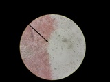Boletus pallidoroseus image