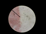 Boletus pallidoroseus image