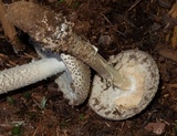 Amanita onusta image