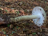 Amanita onusta image