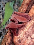Auricularia angiospermarum image