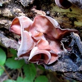 Auricularia angiospermarum image
