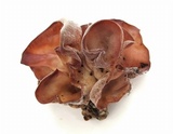 Auricularia angiospermarum image
