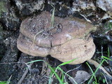 Ganoderma adspersum image